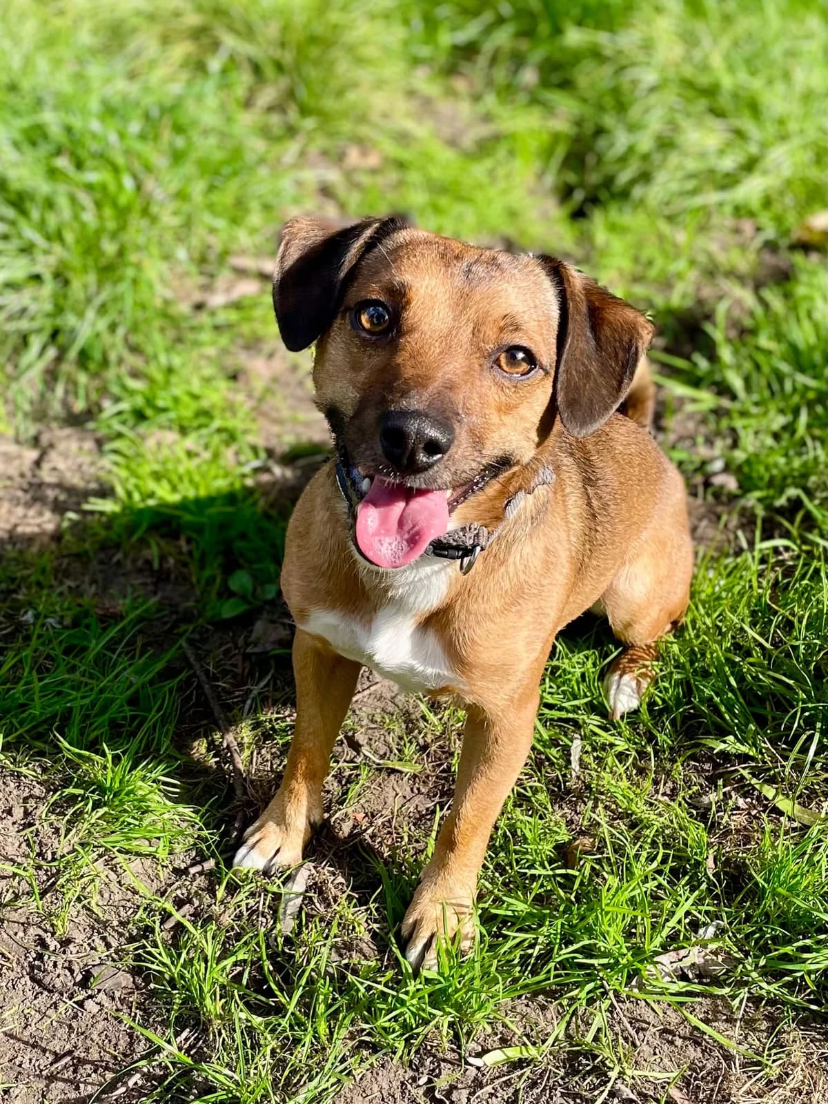 Buck, male Jack Russell Terrier for adoption at Dierenasiel Schoten, Schoten