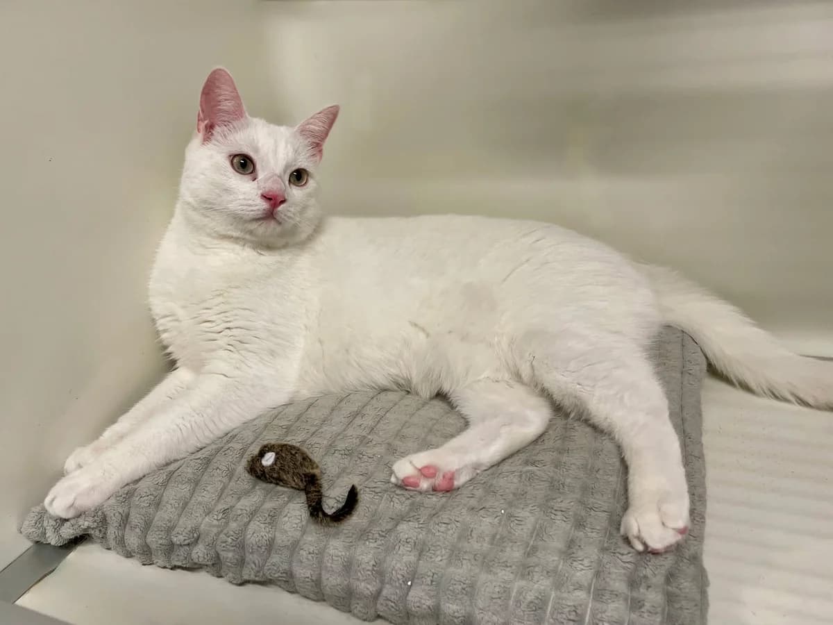 Bulut, male 3yo European Shorthair for adoption at Dierenasiel Schoten, Schoten