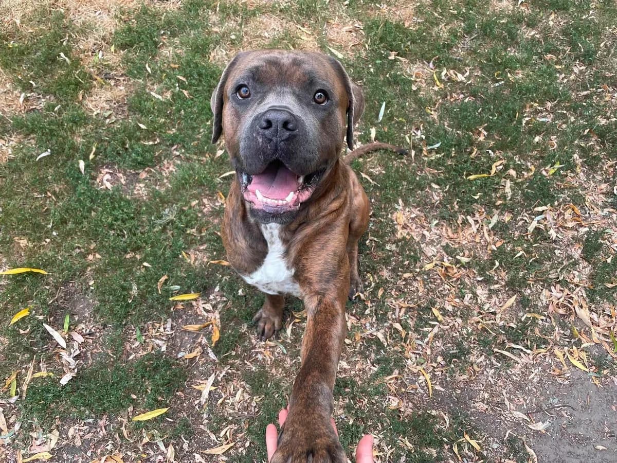 Chief, male Cane Corso for adoption at Dierenasiel Schoten, Schoten