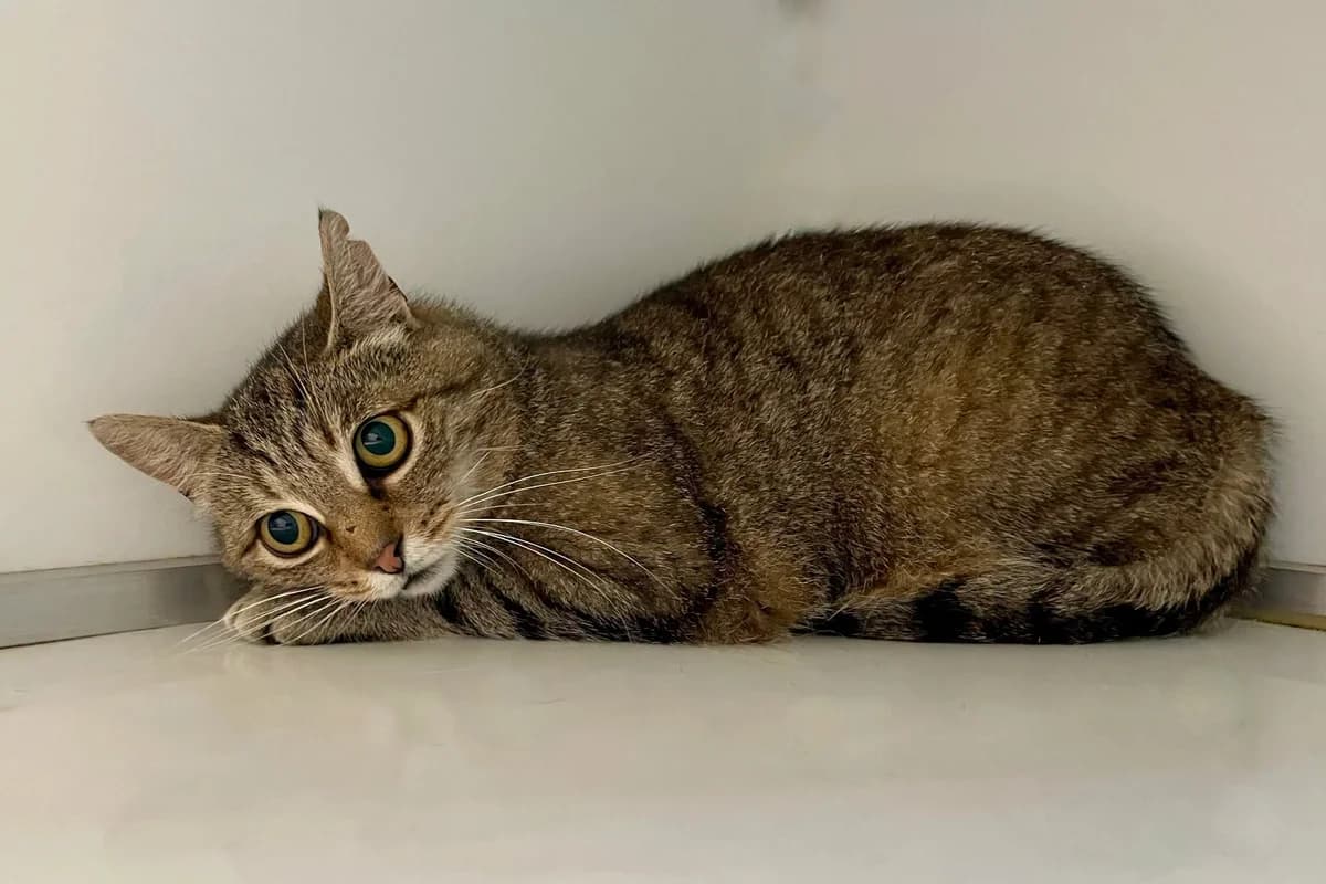 Chip,  5yo European Shorthair for adoption at Dierenasiel Schoten, Schoten