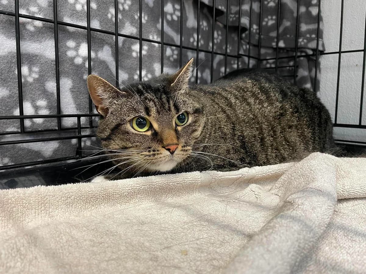 Chirin, female 3yo European Shorthair for adoption at Dierenasiel Schoten, Schoten