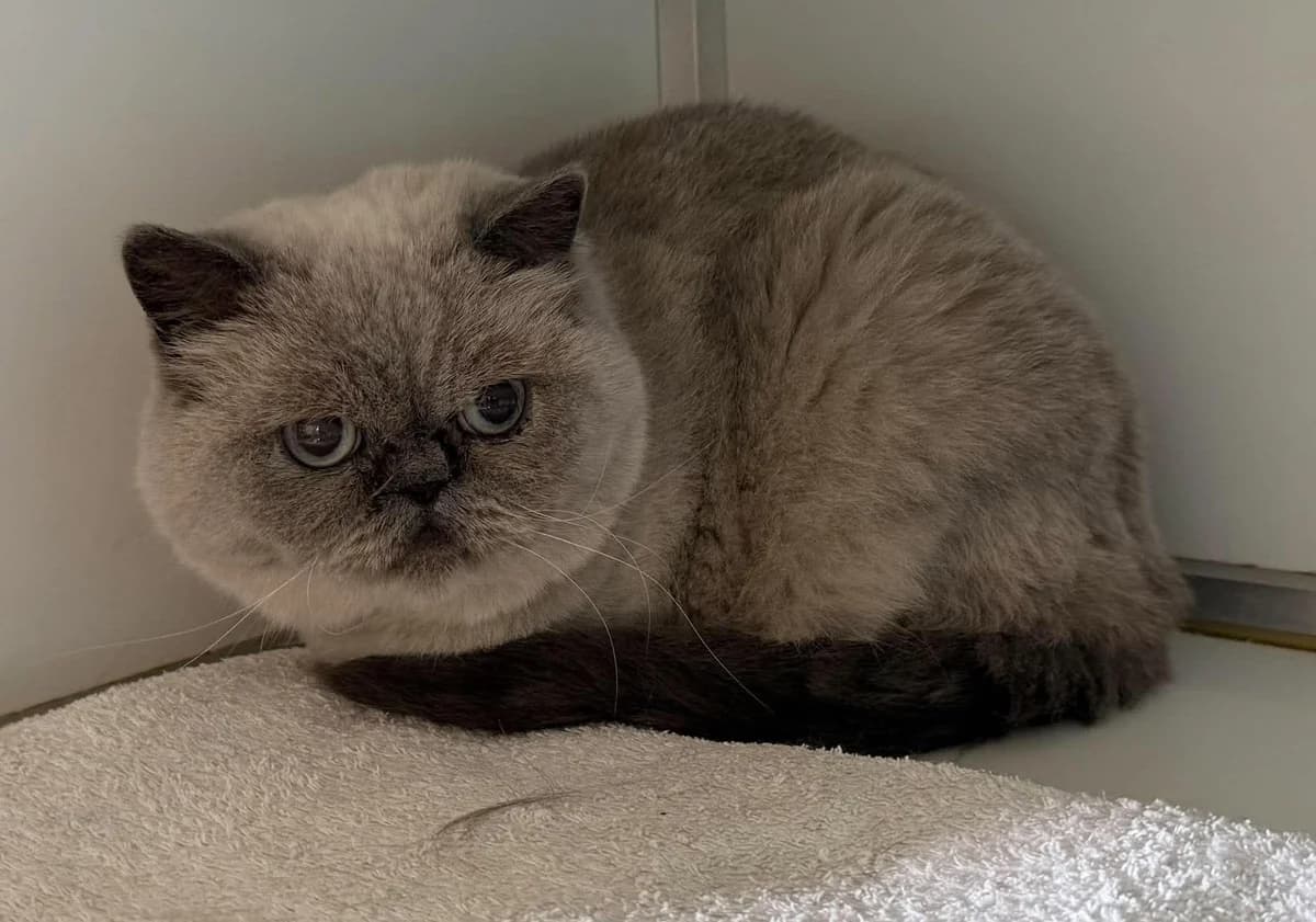 Chonny, male 5yo mixed breed for adoption at Dierenasiel Schoten, Schoten