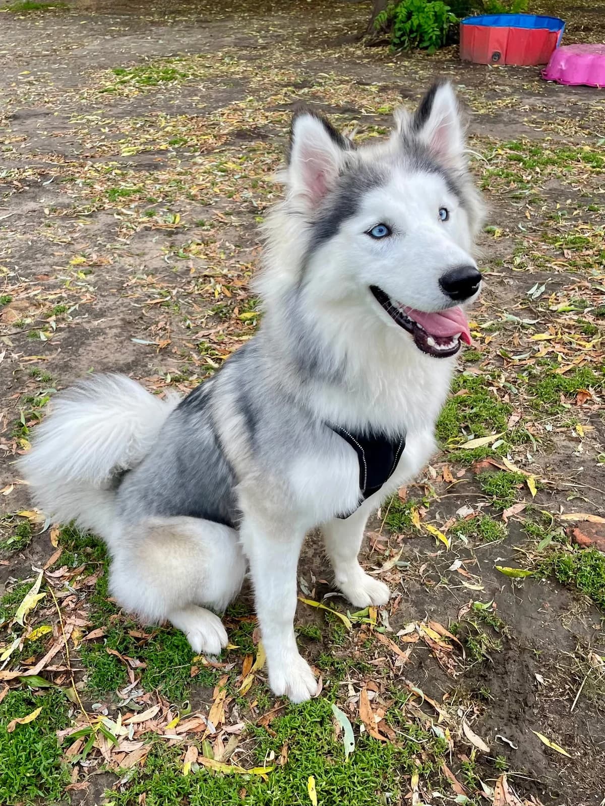 Coco, female Husky for adoption at Dierenasiel Schoten, Schoten
