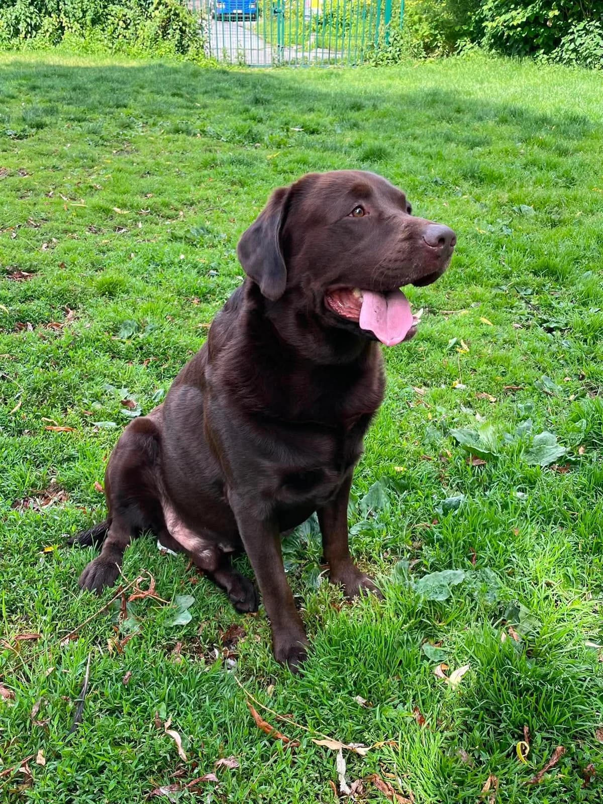 Cooper, male Labrador Retriever for adoption at Dierenasiel Schoten, Schoten