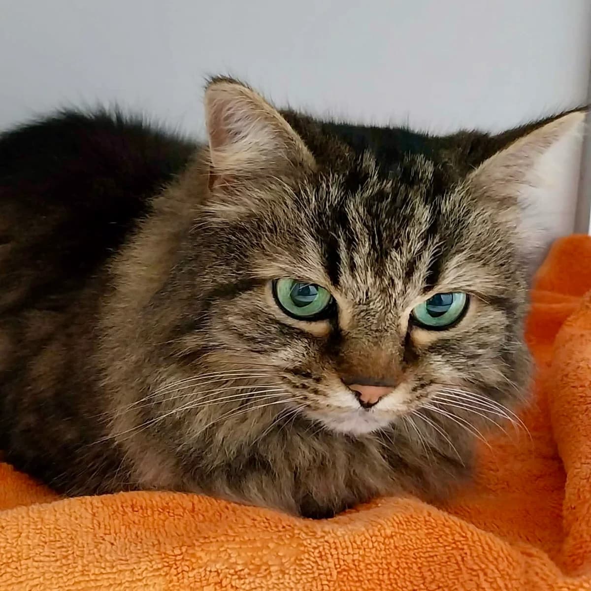 Fien, female European Shorthair for adoption at Dierenasiel Schoten, Schoten