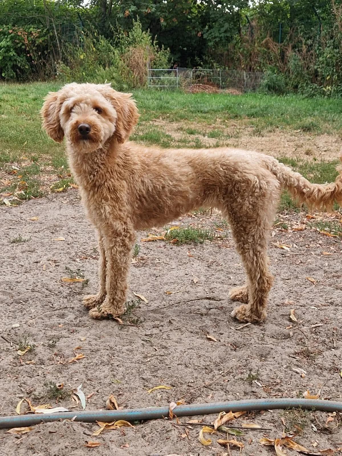 Fiko, male 5yo mixed breed for adoption at Dierenasiel Schoten, Schoten