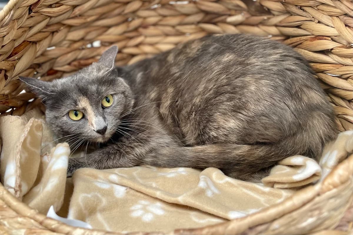 Flash, female young European Shorthair for adoption at Dierenasiel Schoten, Schoten