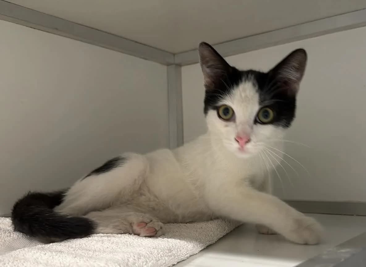 Frits, male puppy European Shorthair for adoption at Dierenasiel Schoten, Schoten