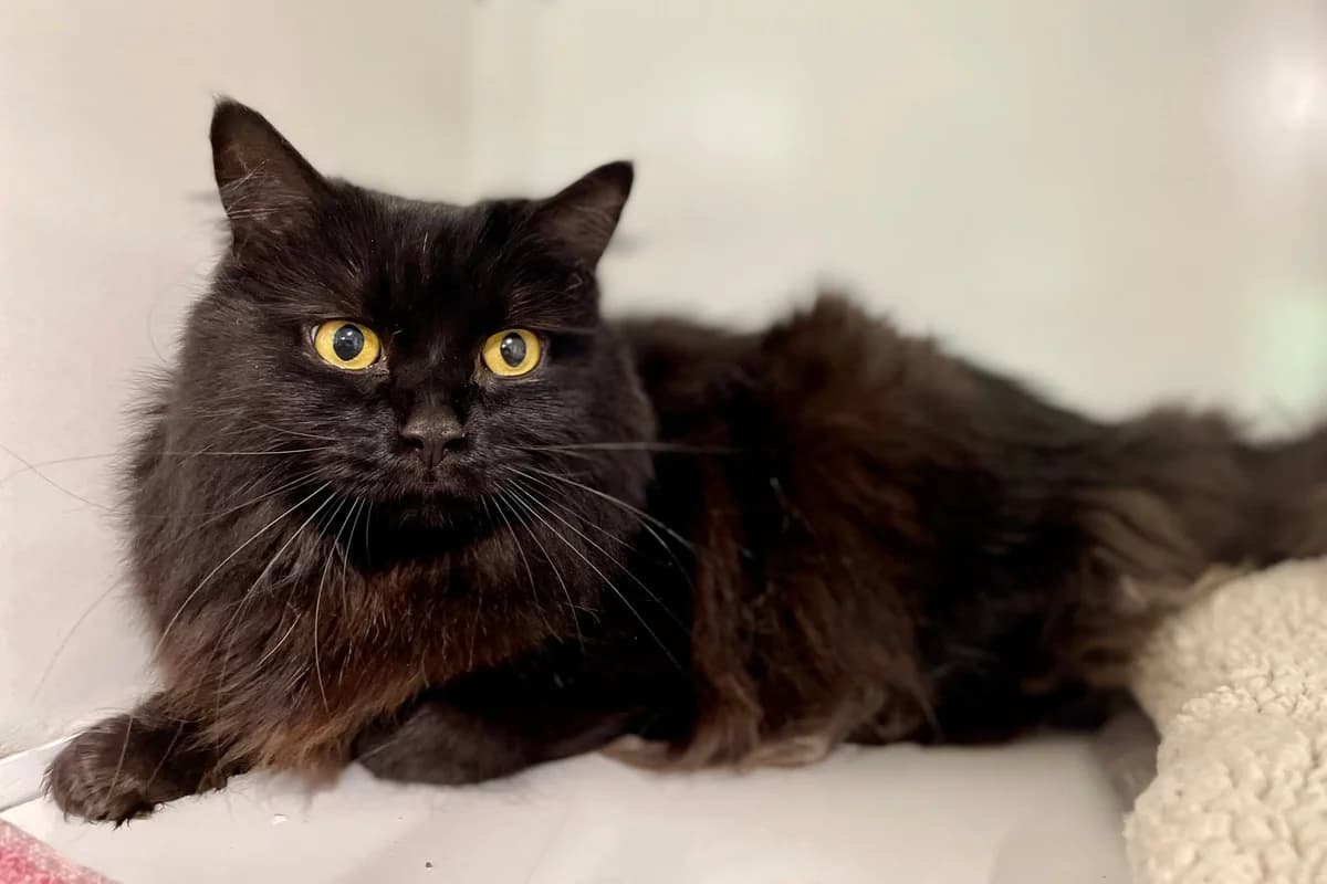 Gucci, female 6yo European Shorthair for adoption at Dierenasiel Schoten, Schoten