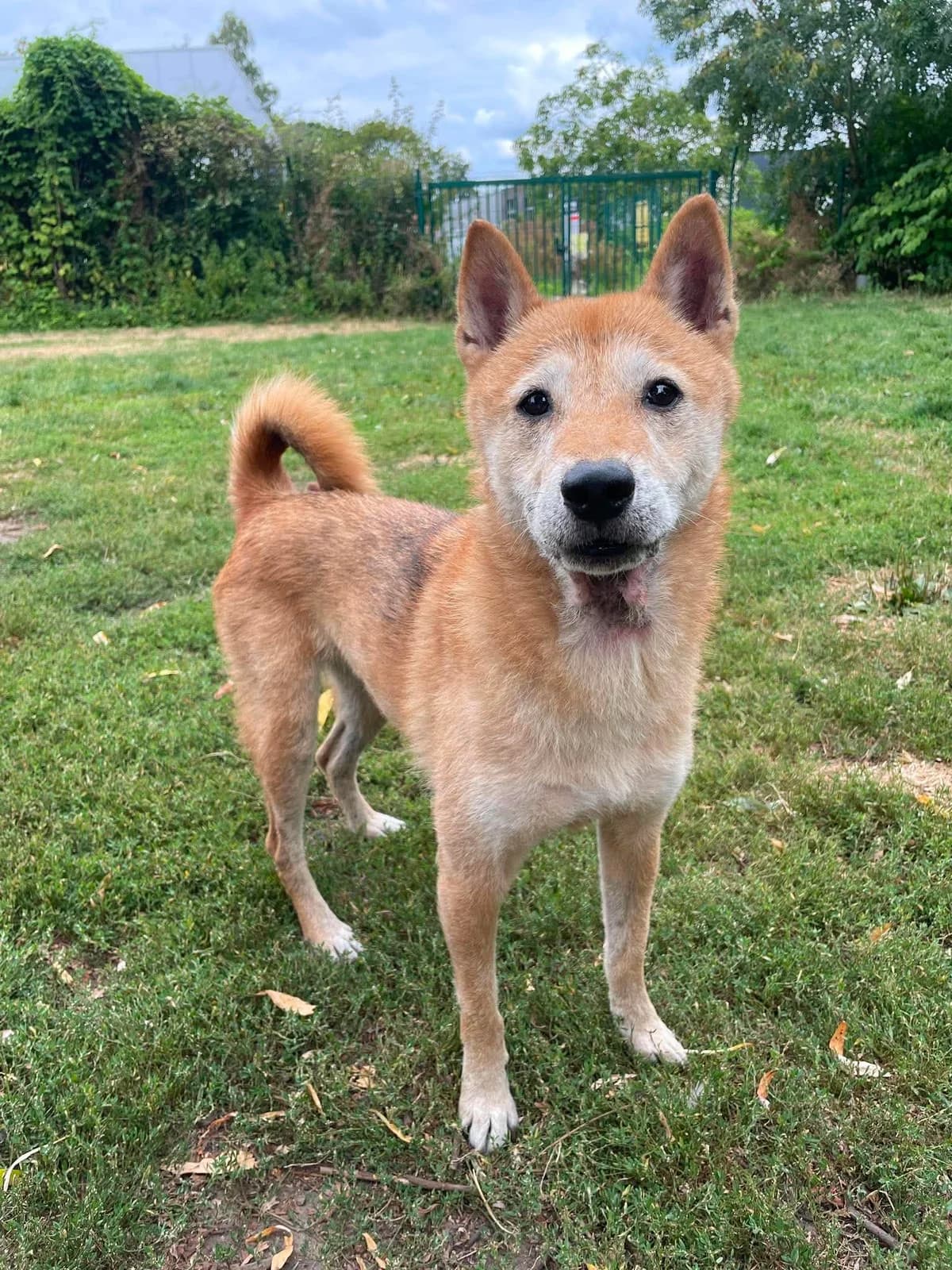 Hatchi, female Shiba Inu for adoption at Dierenasiel Schoten, Schoten