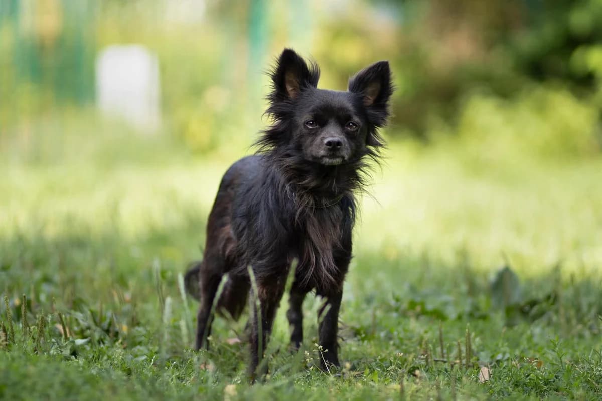 Hugo, male Chihuahua for adoption at Dierenasiel Schoten, Schoten