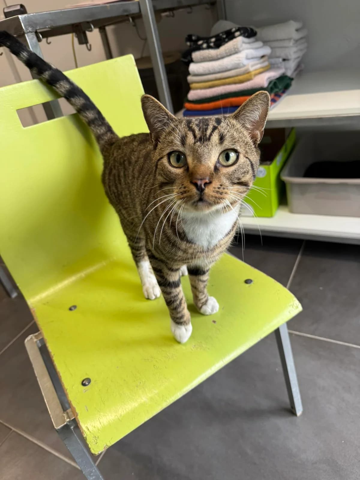 Jax, male European Shorthair for adoption at Dierenasiel Schoten, Schoten