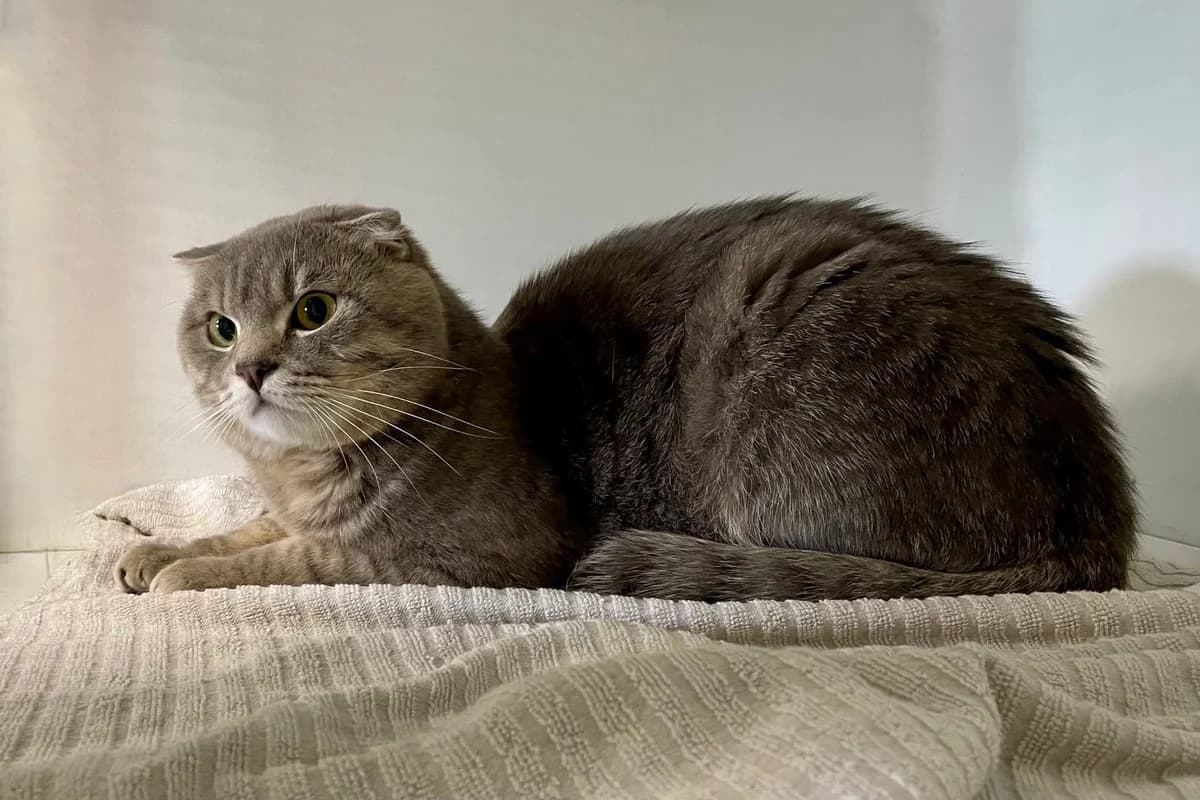 Jeff, male Scottish Fold for adoption at Dierenasiel Schoten, Schoten