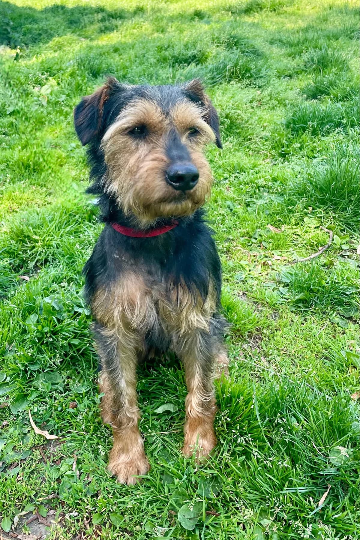 Jerom, male mixed breed for adoption at Dierenasiel Schoten, Schoten
