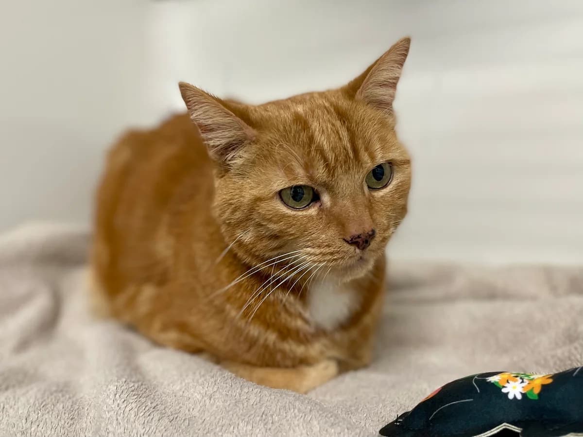 Jimmy, male senior European Shorthair for adoption at Dierenasiel Schoten, Schoten