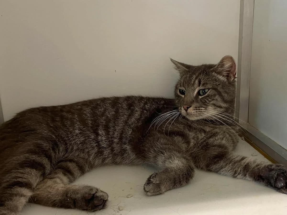 Joske, male European Shorthair for adoption at Dierenasiel Schoten, Schoten