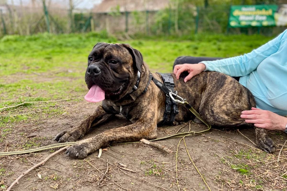 Junior, male Cane Corso for adoption at Dierenasiel Schoten, Schoten