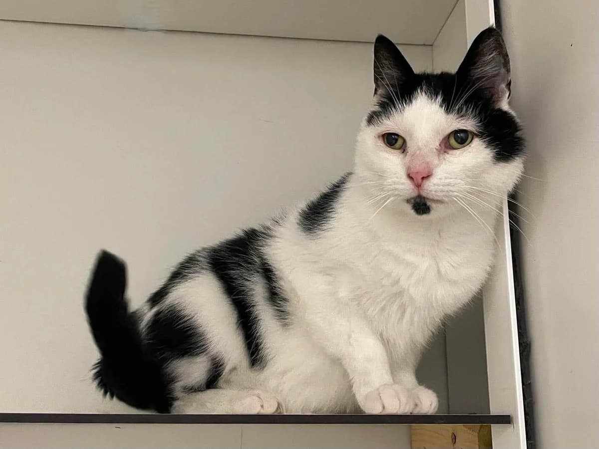 Kinoah, female 5yo European Shorthair for adoption at Dierenasiel Schoten, Schoten