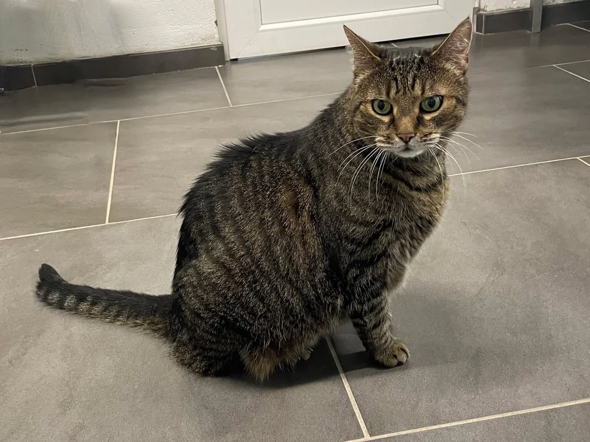 Kisha, male senior European Shorthair for adoption at Dierenasiel Schoten, Schoten