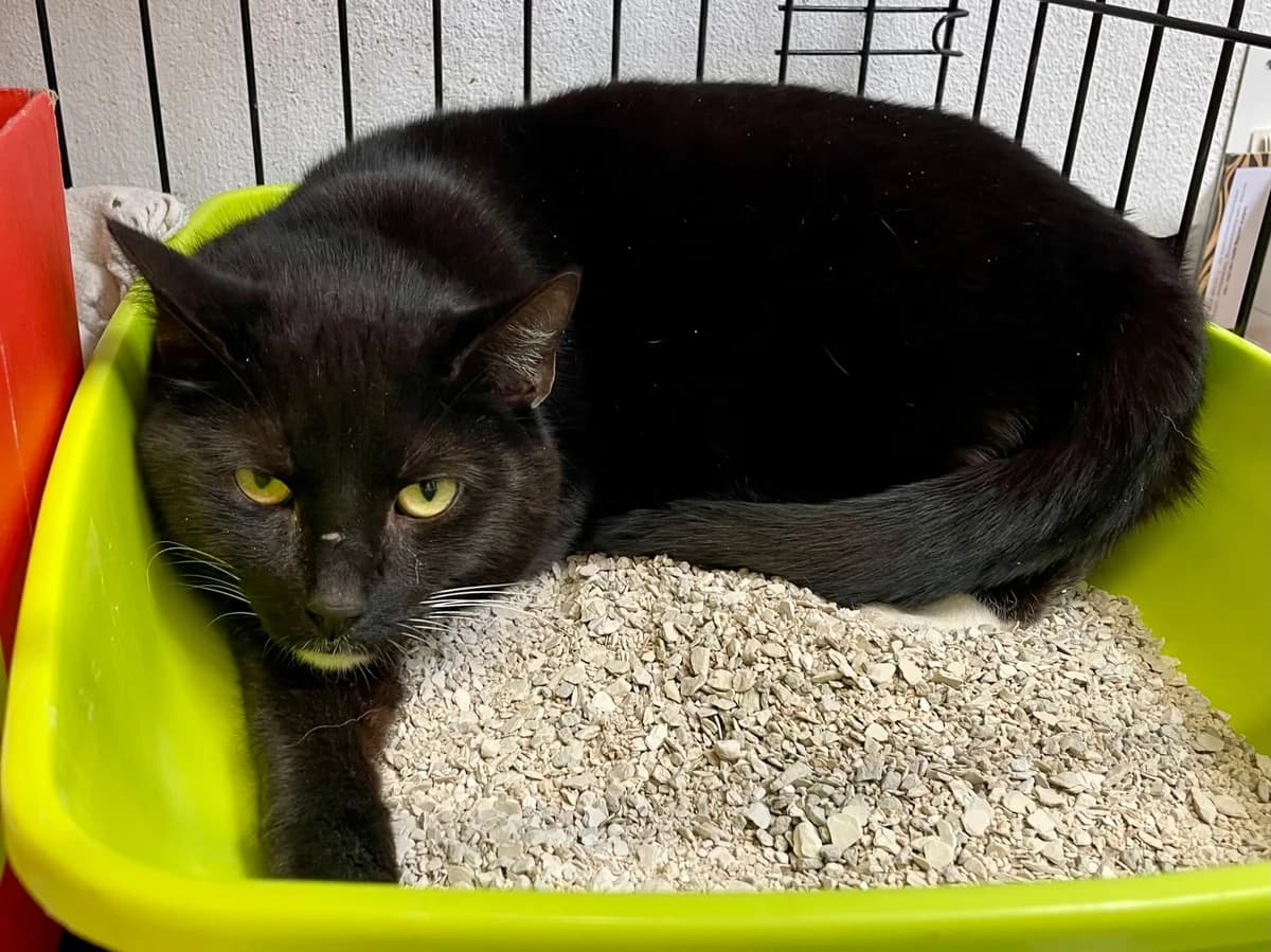 Koen, male young European Shorthair for adoption at Dierenasiel Schoten, Schoten
