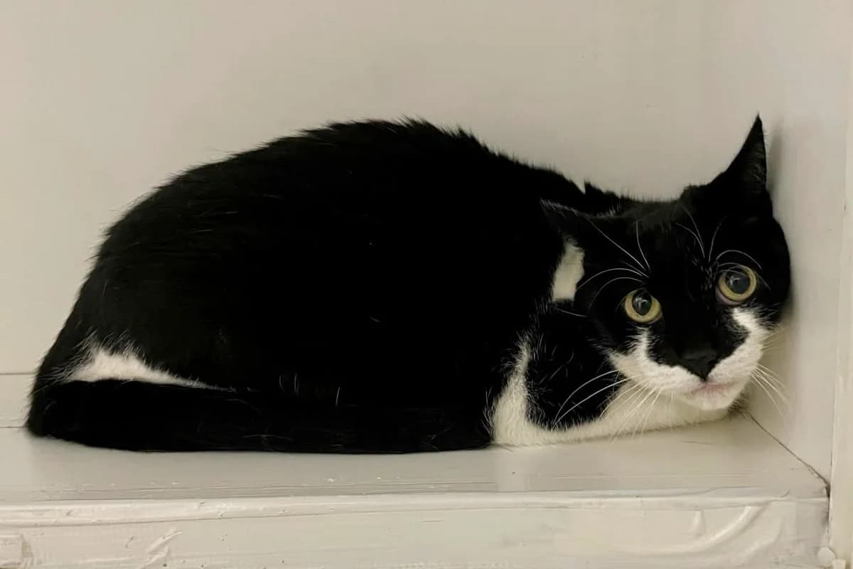 Kwik, female senior European Shorthair for adoption at Dierenasiel Schoten, Schoten