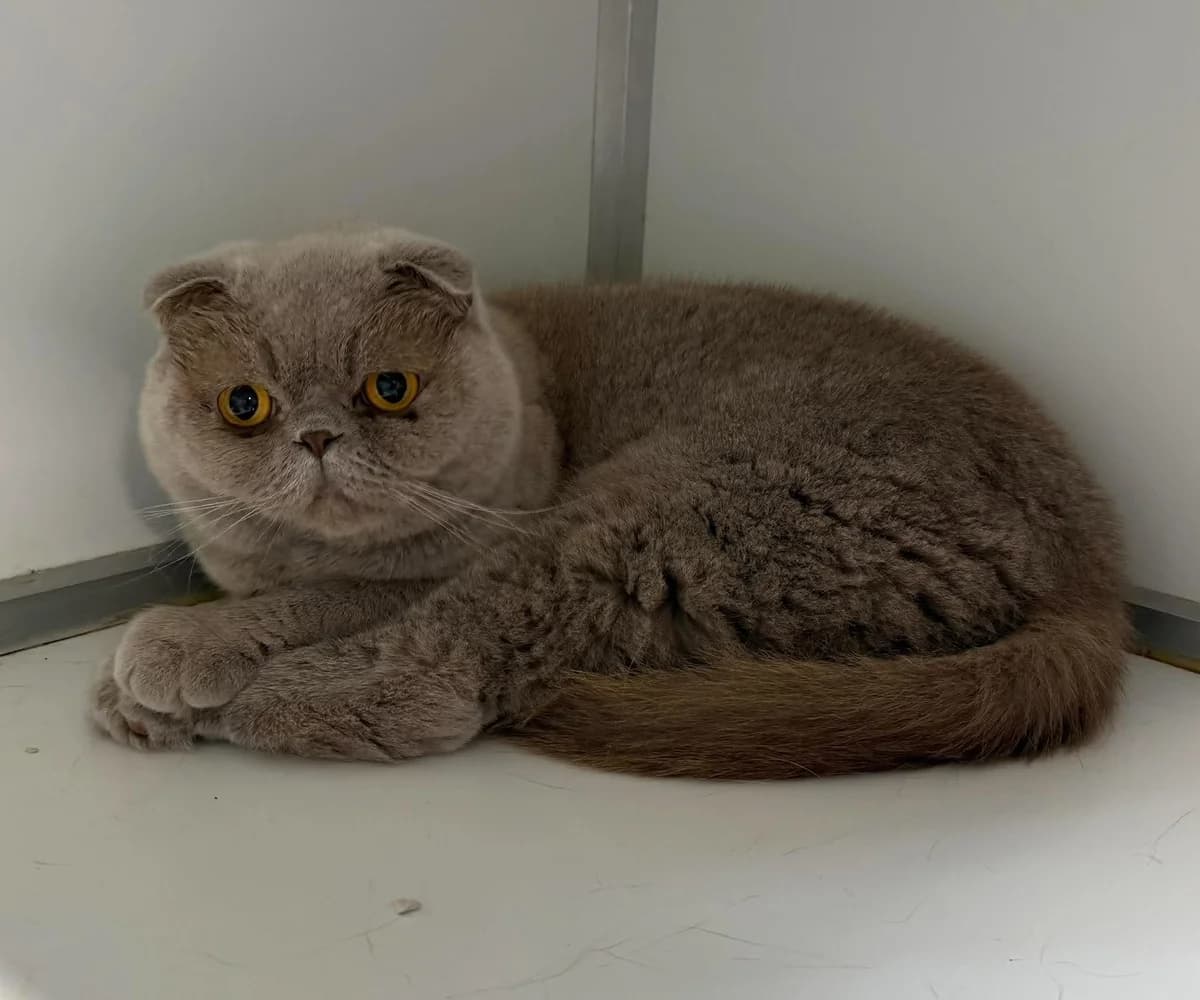 Lady, female 3yo mixed breed for adoption at Dierenasiel Schoten, Schoten
