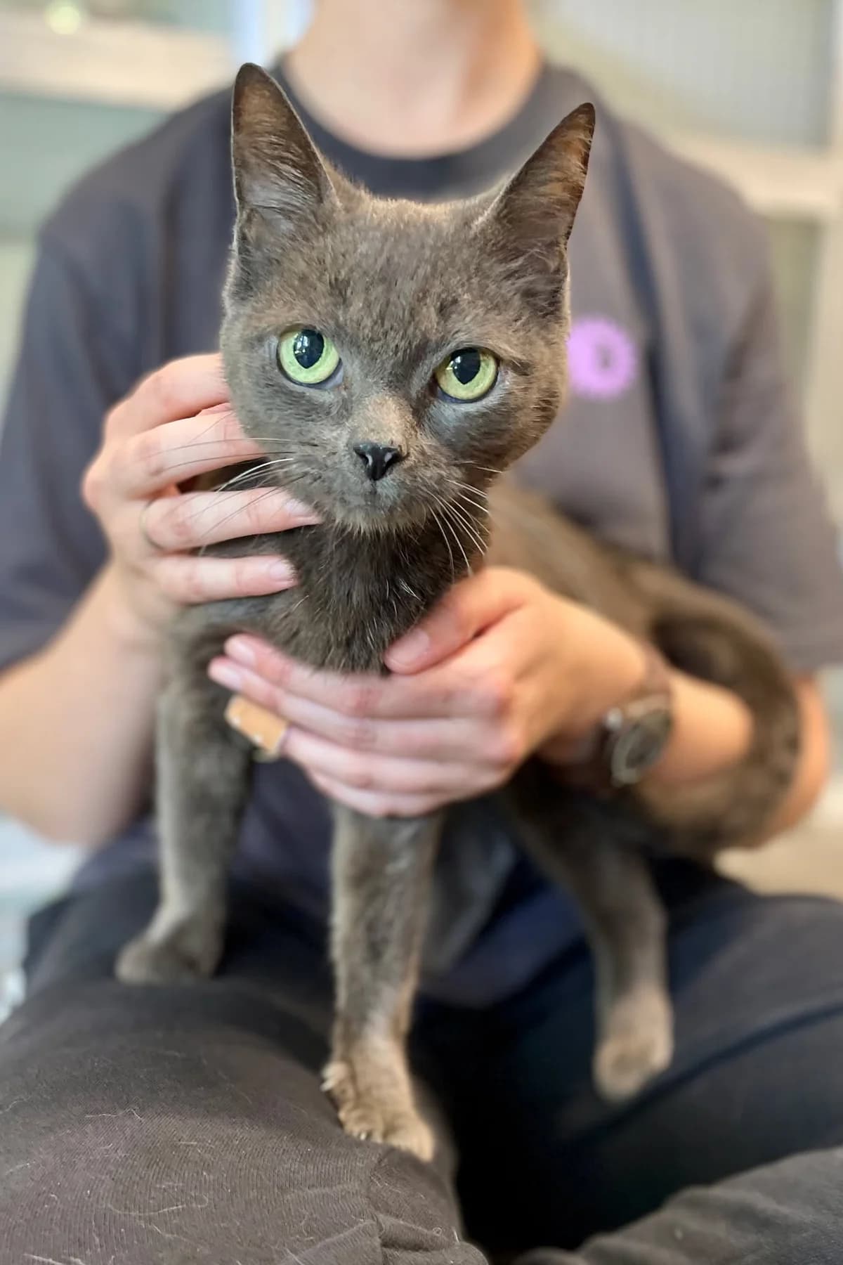Lara, female European Shorthair for adoption at Dierenasiel Schoten, Schoten