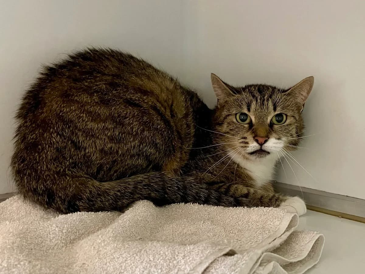 Layla, female 4yo European Shorthair for adoption at Dierenasiel Schoten, Schoten