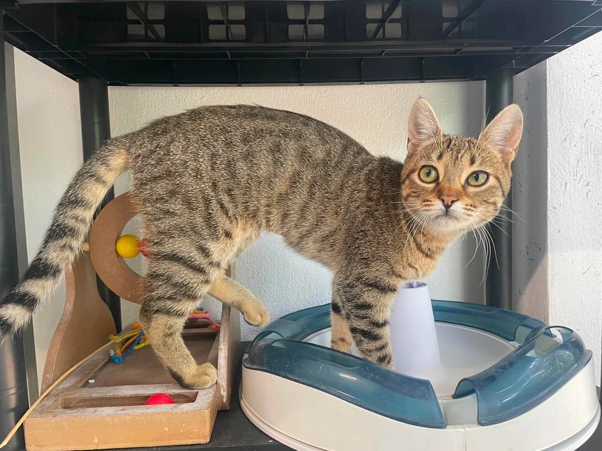 Lea, female puppy European Shorthair for adoption at Dierenasiel Schoten, Schoten