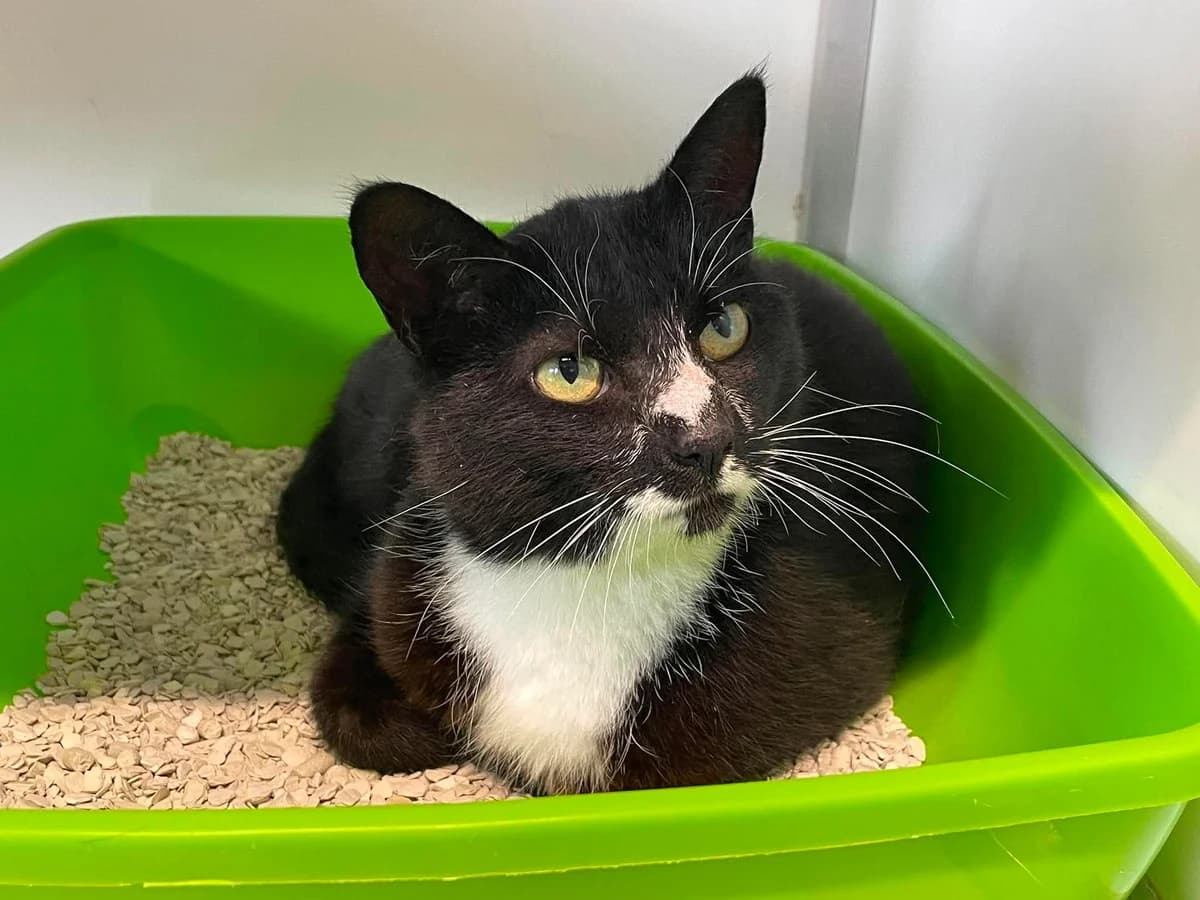 Loena, female European Shorthair for adoption at Dierenasiel Schoten, Schoten