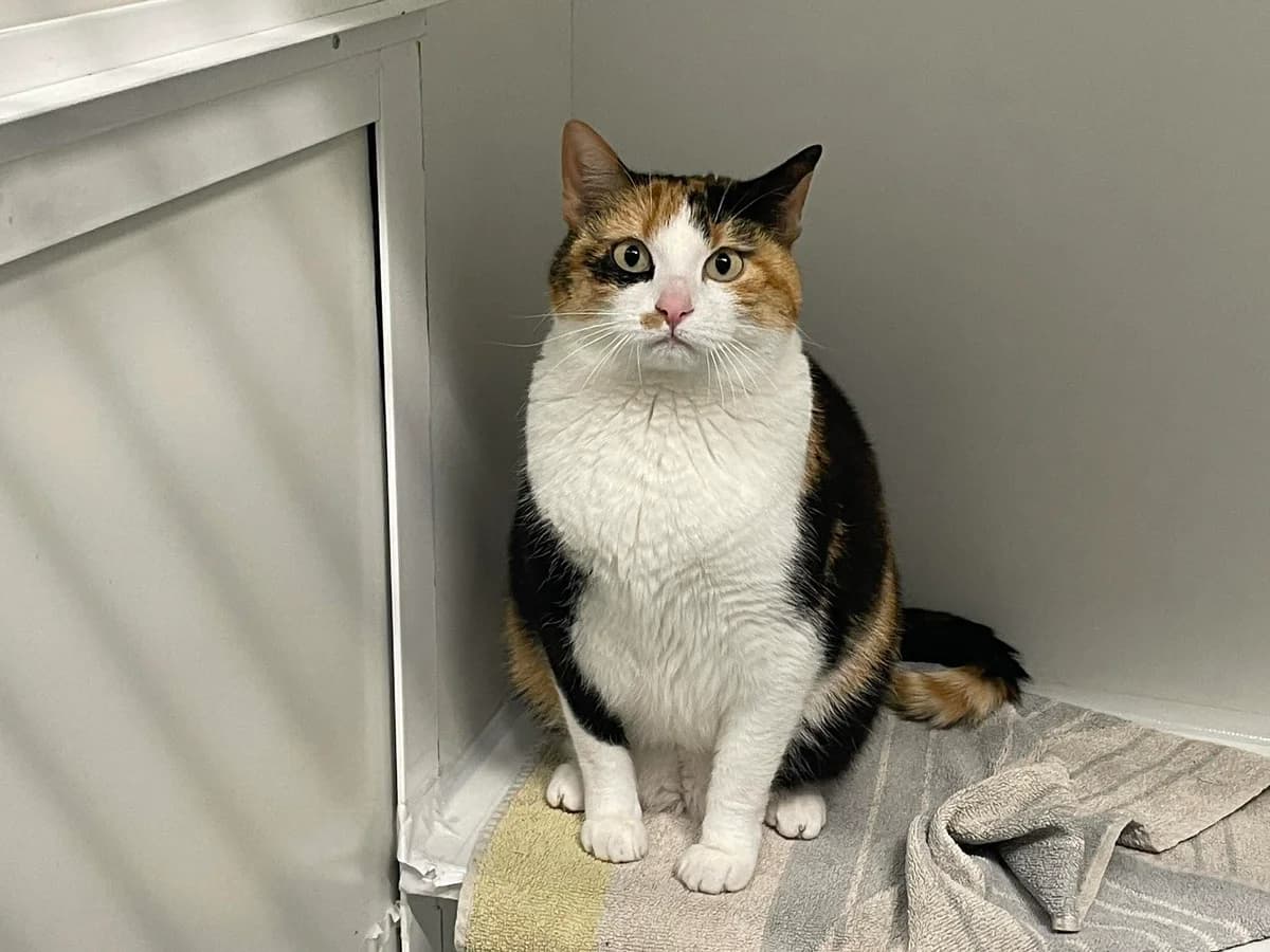Loesje, female 5yo European Shorthair for adoption at Dierenasiel Schoten, Schoten