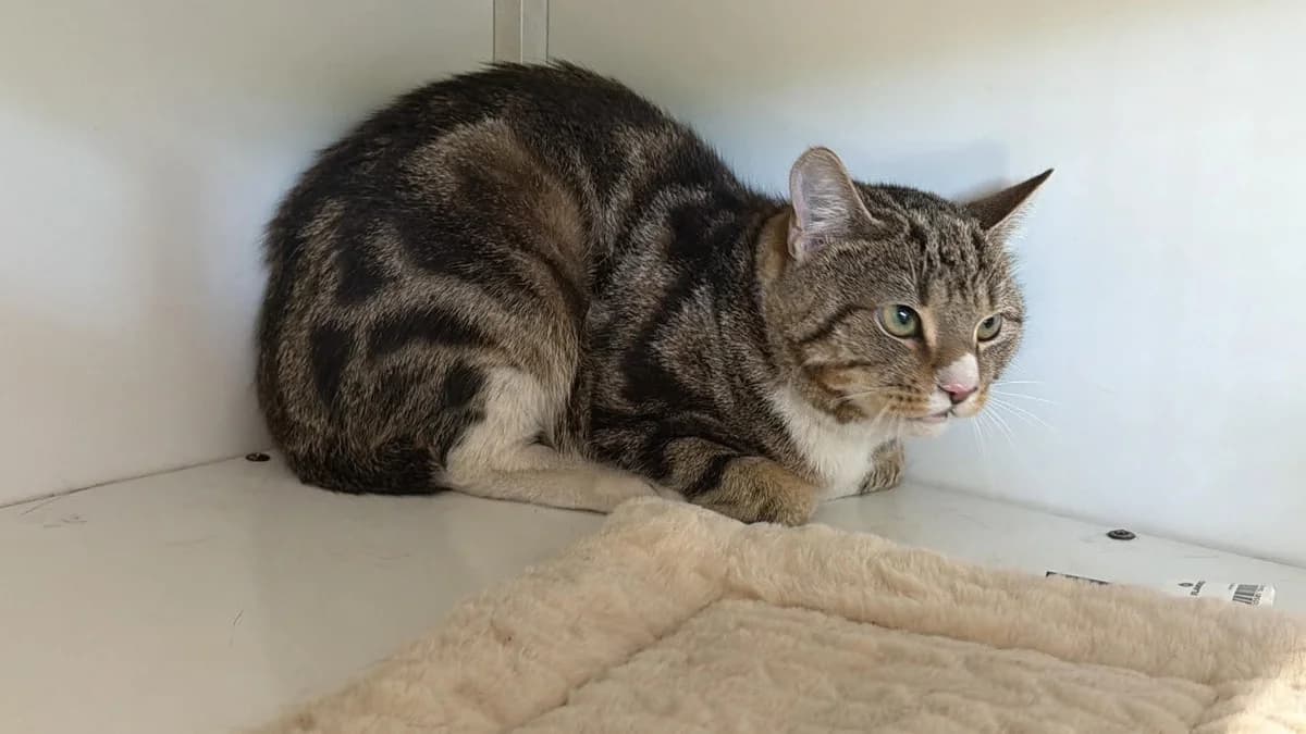 Luc, European Shorthair (Dierenasiel Schoten)