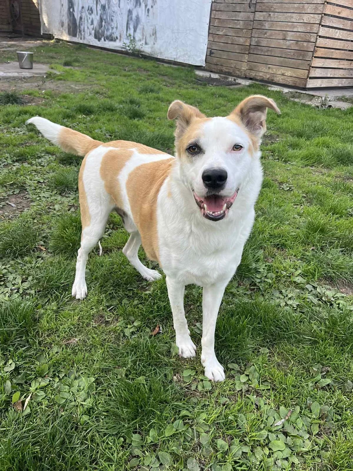 Luca, male Mixed Breed for adoption at Dierenasiel Schoten, Schoten