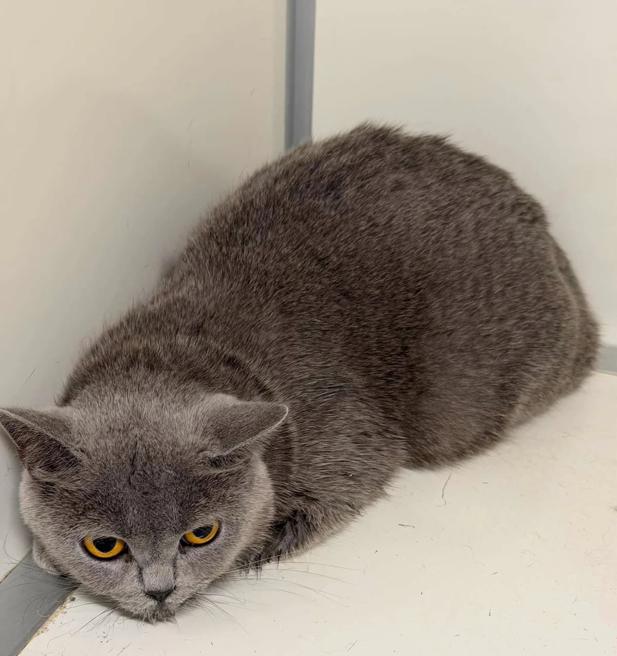 Lulu, female European Shorthair for adoption at Dierenasiel Schoten, Schoten