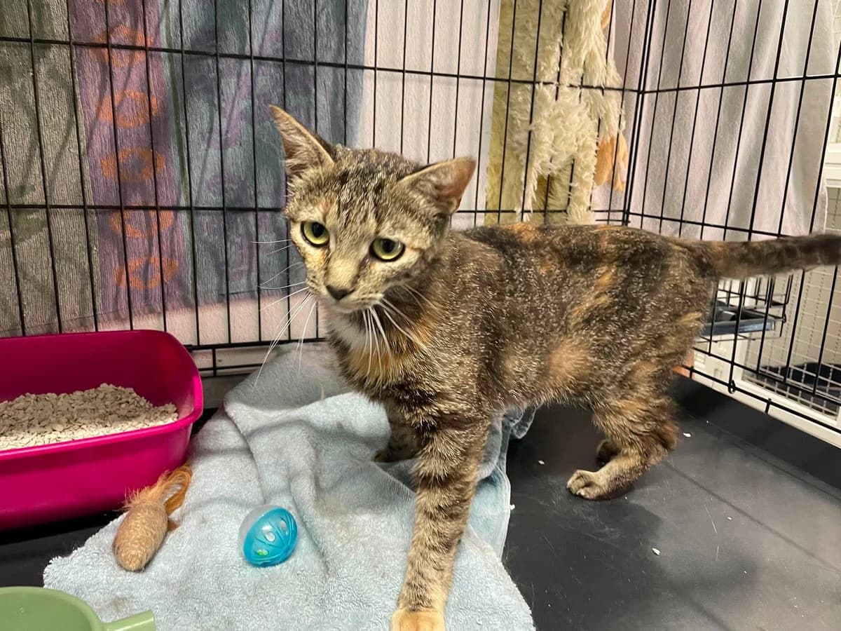 Manou, female young European Shorthair for adoption at Dierenasiel Schoten, Schoten