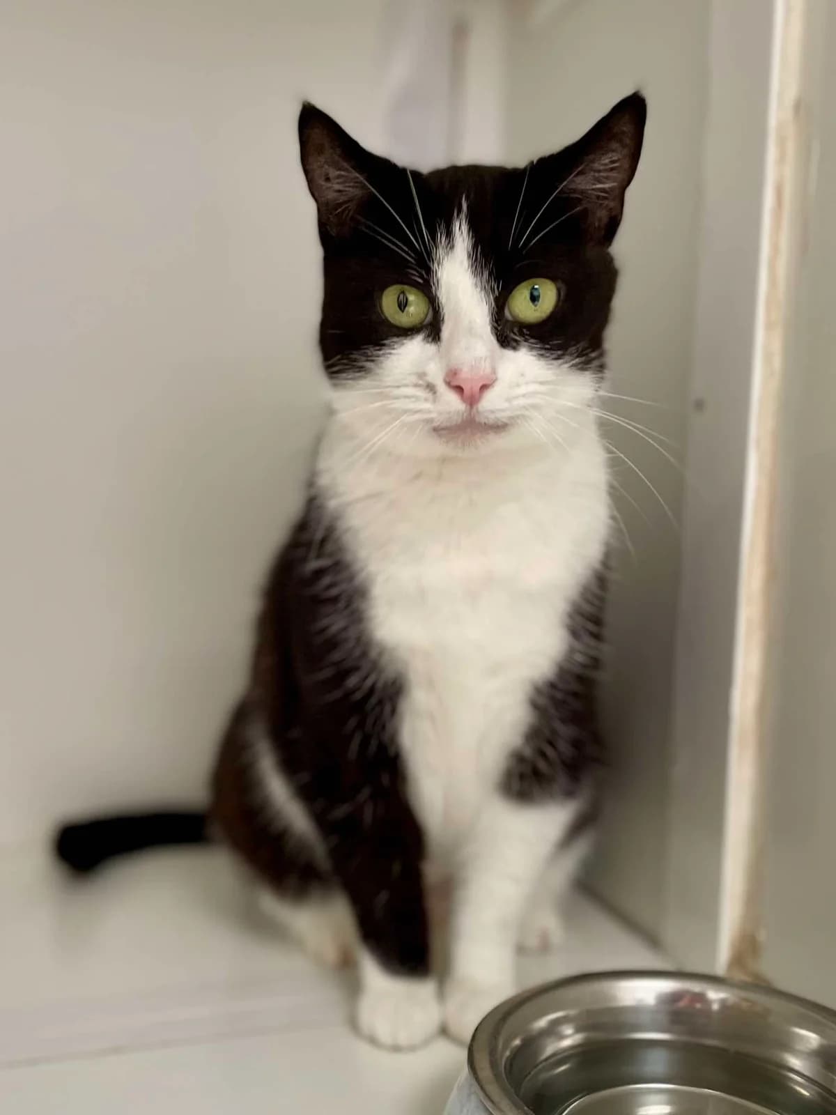 Meryl, female European Shorthair for adoption at Dierenasiel Schoten, Schoten