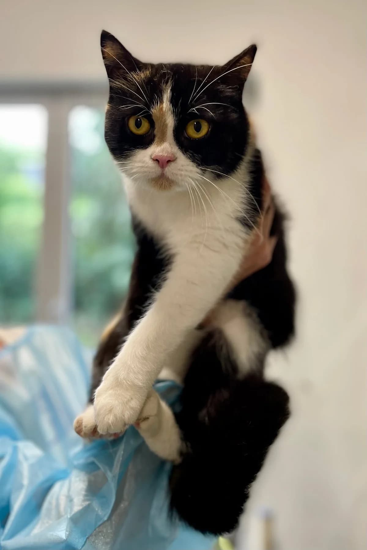 Mijoe, female 4yo European Shorthair for adoption at Dierenasiel Schoten, Schoten