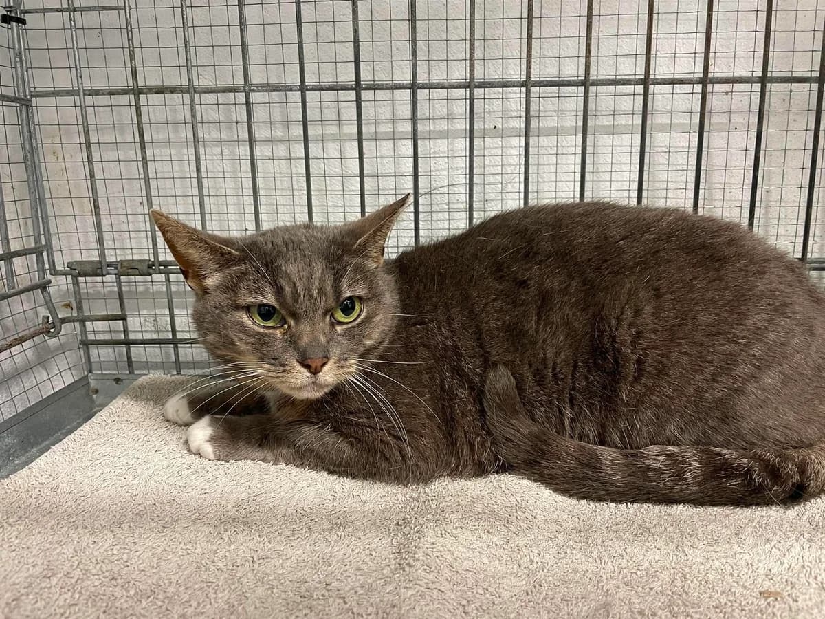Mila, female 7yo European Shorthair for adoption at Dierenasiel Schoten, Schoten