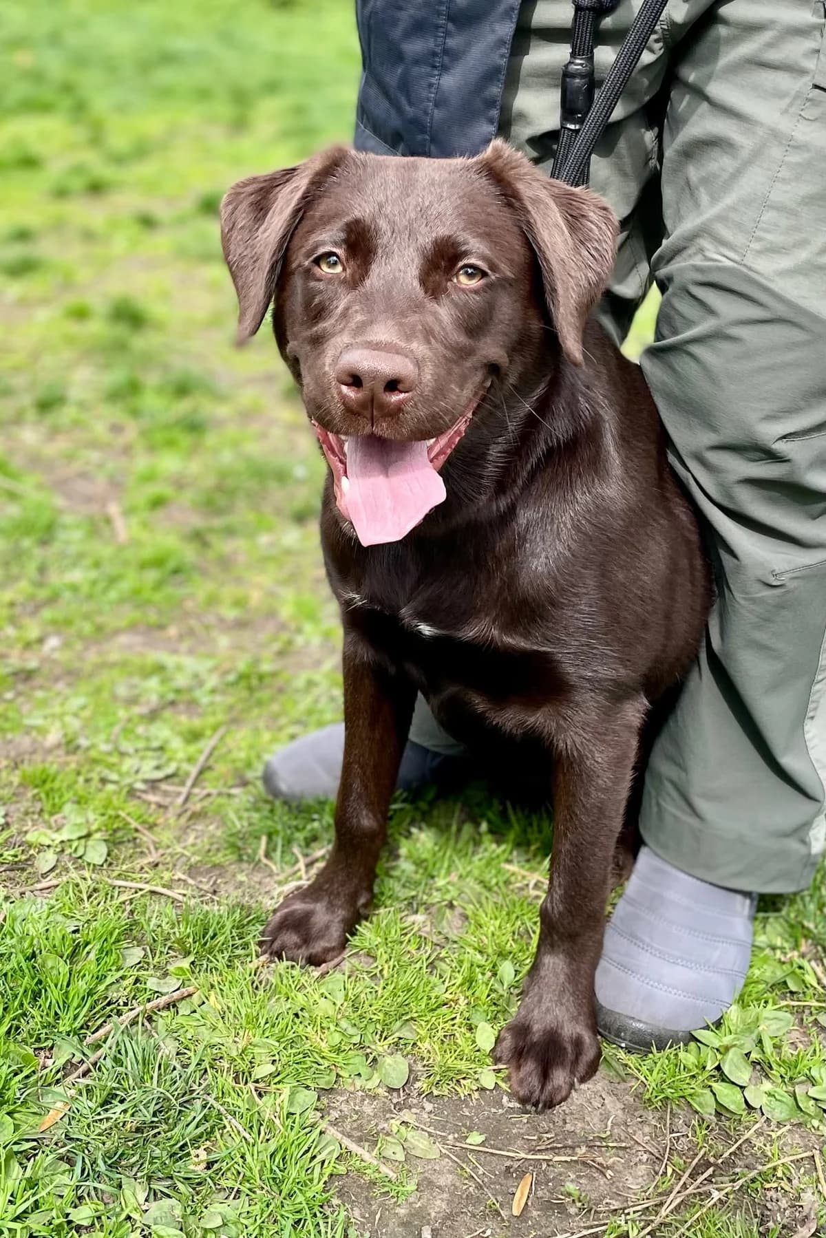 Milly, female Labrador Retriever for adoption at Dierenasiel Schoten, Schoten