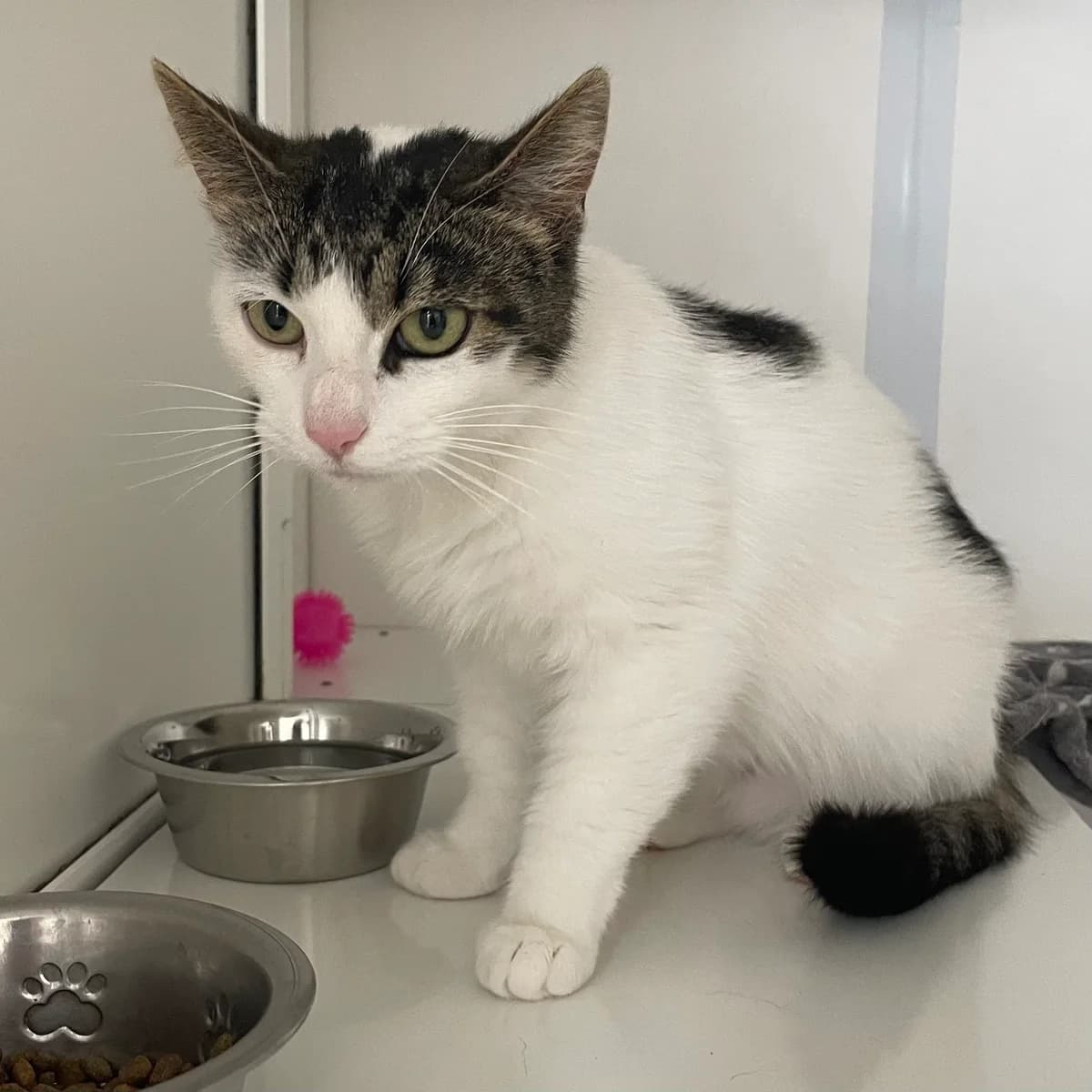 Mini, female 5yo European Shorthair for adoption at Dierenasiel Schoten, Schoten