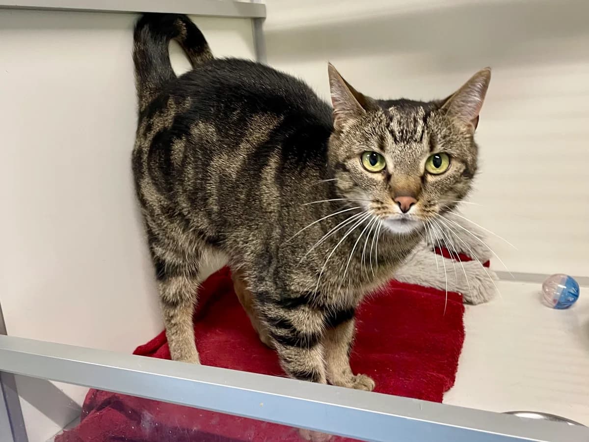 Minou, female senior European Shorthair for adoption at Dierenasiel Schoten, Schoten