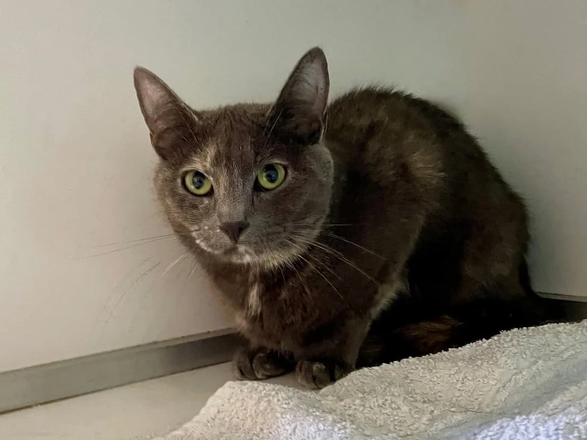 Minou2, female young European Shorthair for adoption at Dierenasiel Schoten, Schoten