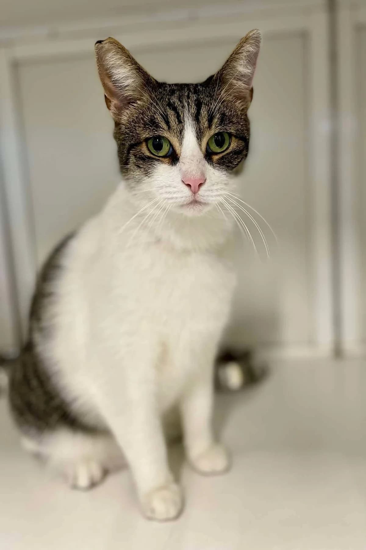 Misu, male 4yo European Shorthair for adoption at Dierenasiel Schoten, Schoten