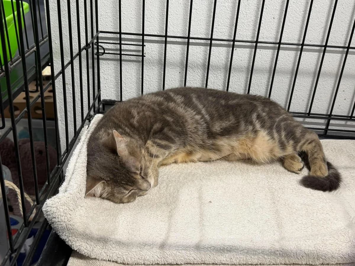 Moana, female young European Shorthair for adoption at Dierenasiel Schoten, Schoten