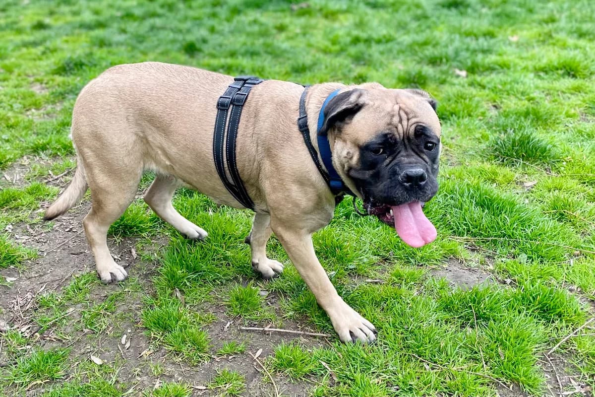 Molly, female Bullmastiff for adoption at Dierenasiel Schoten, Schoten