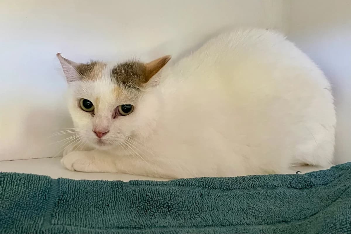 Mowgli, female senior European Shorthair for adoption at Dierenasiel Schoten, Schoten