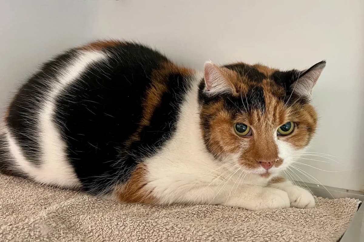 Odette, female European Shorthair for adoption at Dierenasiel Schoten, Schoten