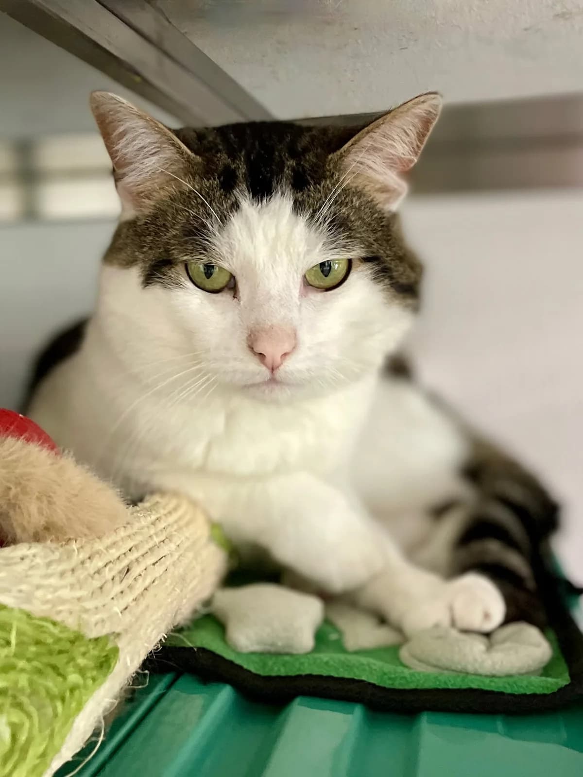 Paco, male European Shorthair for adoption at Dierenasiel Schoten, Schoten