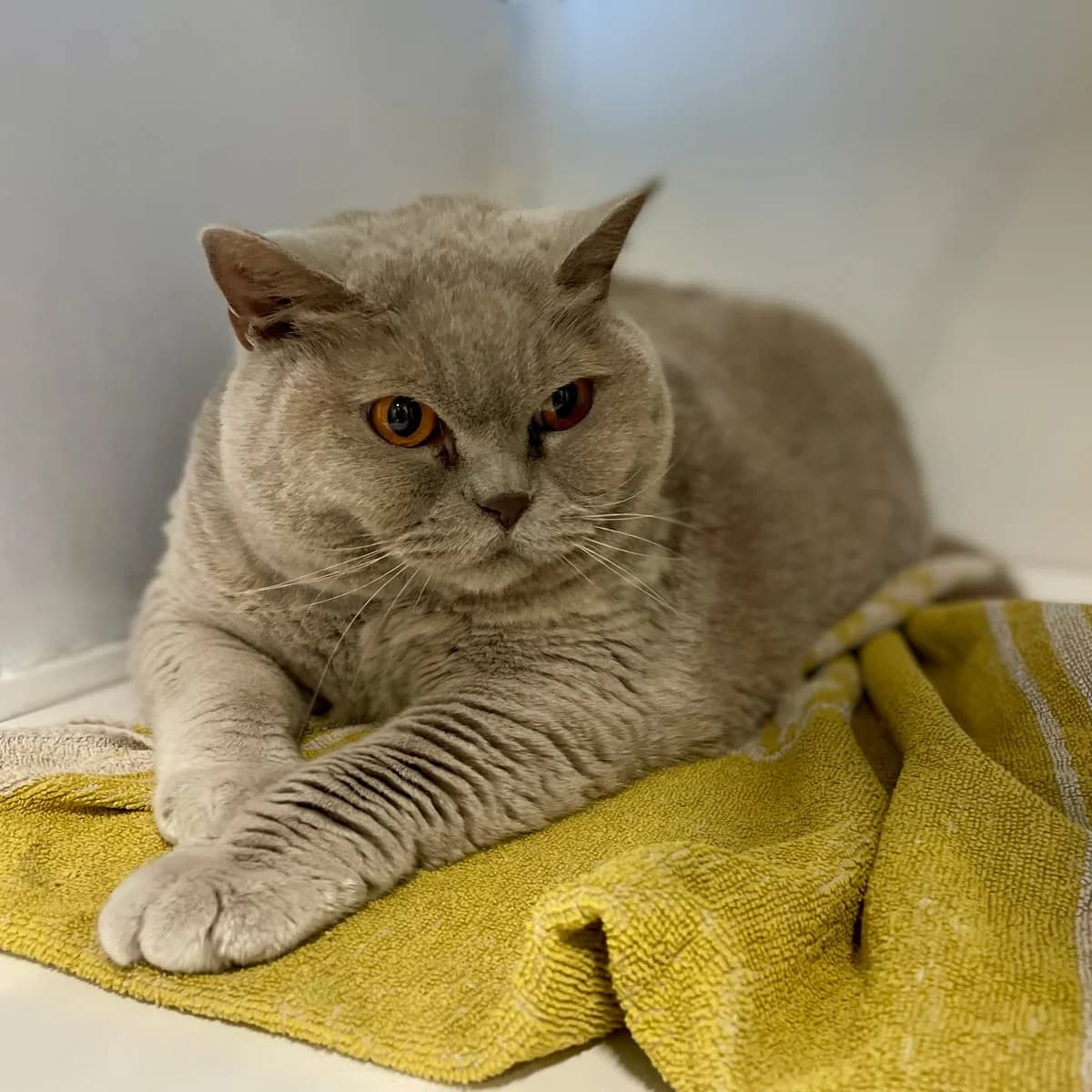 Pamuk, female 7yo mixed breed for adoption at Dierenasiel Schoten, Schoten