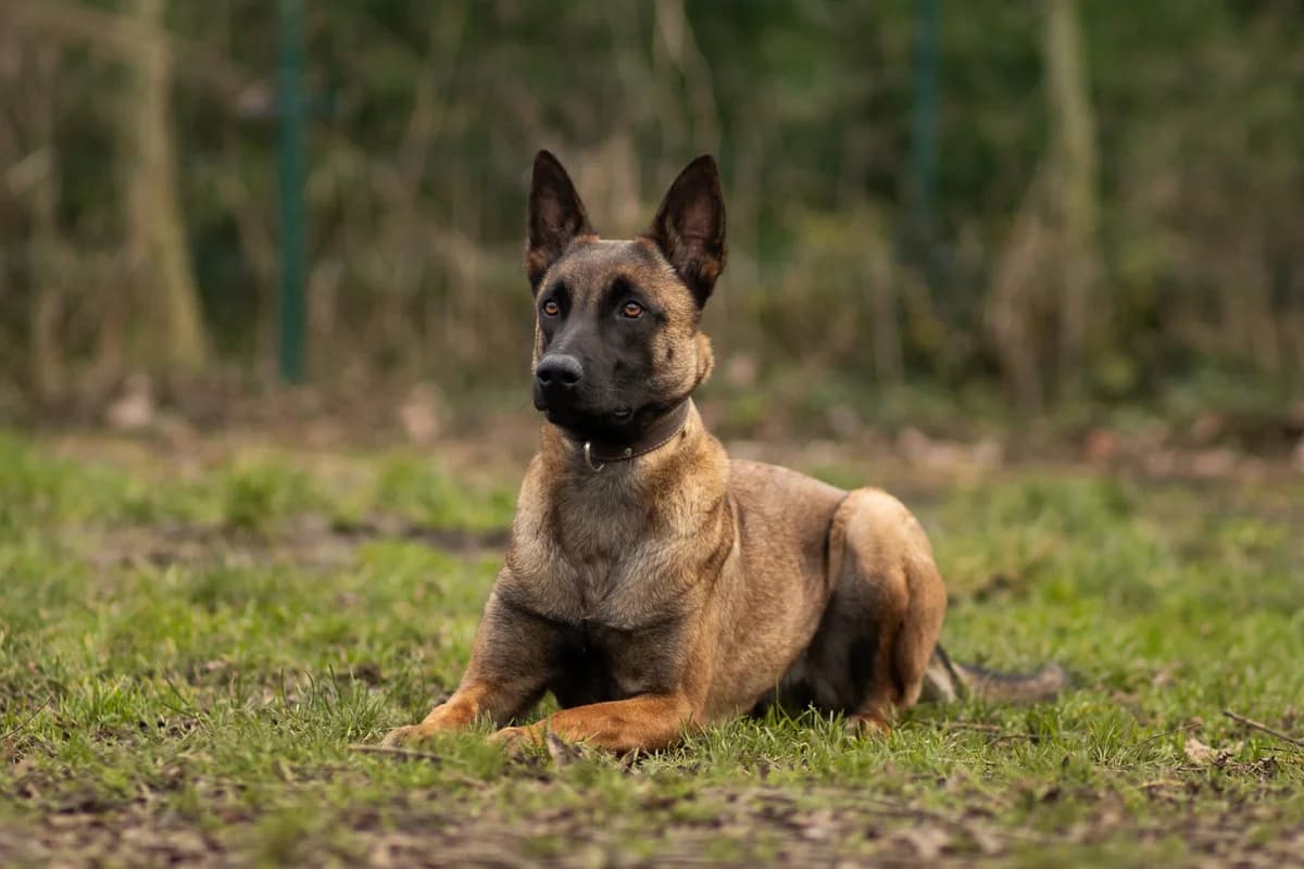 Pepper, female young mixed breed for adoption at Dierenasiel Schoten, Schoten
